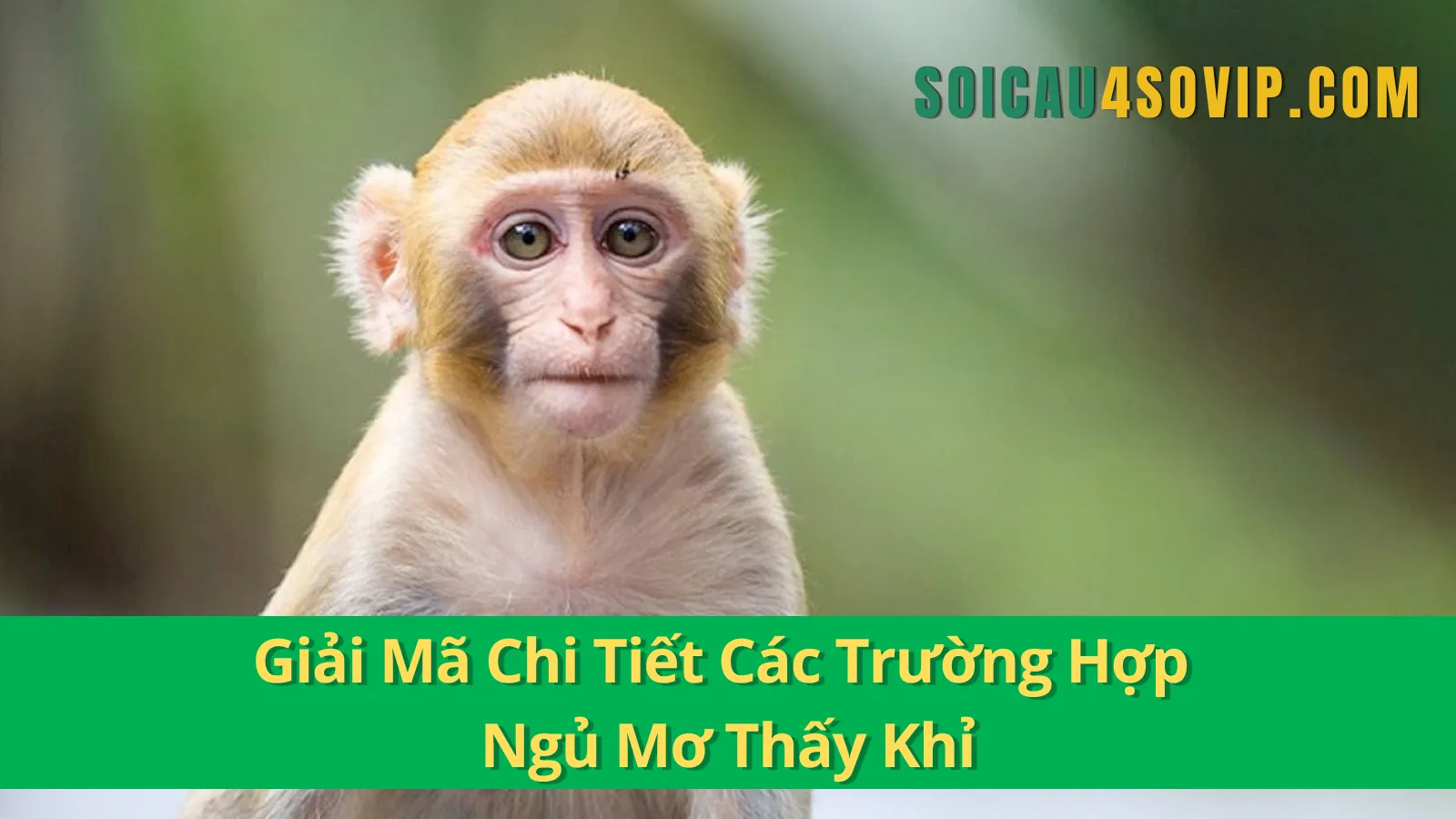 Giải Mã Chi Tiết Các Trường Hợp Ngủ Mơ Thấy Khỉ